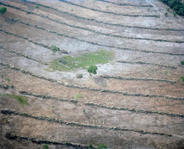 Agriculture is expanding rapidly in Brazil. In the state of Mato Grosso, home to the Pantal wetland and its headwaters, vast areas of forest have been cleared. Vital vegetation has been removed around water sources to make way for cattle farming and staple crops for export such as soy and sugar cane