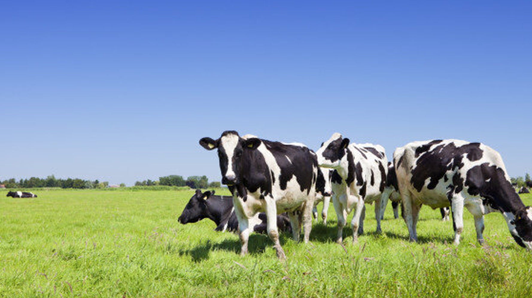 Crowdfunding Meat: 'Crowd Carnivore' Start Up Allows People To Buy