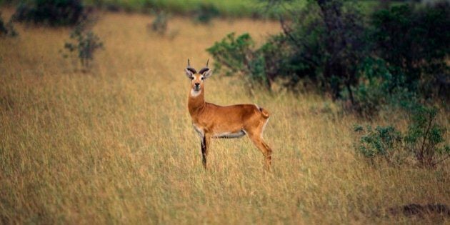 CONGO - FEBRUARY 17: Kob (Kobus kob), Bovidae, Virunga National Park, Democratic Republic of the Congo, Africa. (Photo by DeAgostini/Getty Images)