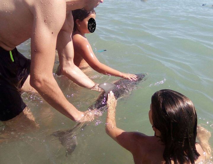 Rather than seeking help, beachgoers used the opportunity to touch and photograph the dolphin.