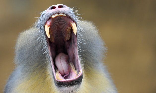 When primates yawns they are displaying dominance and intent to intimidate.