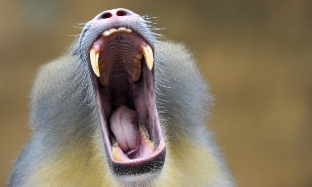 When primates yawns they are displaying dominance and intent to intimidate.