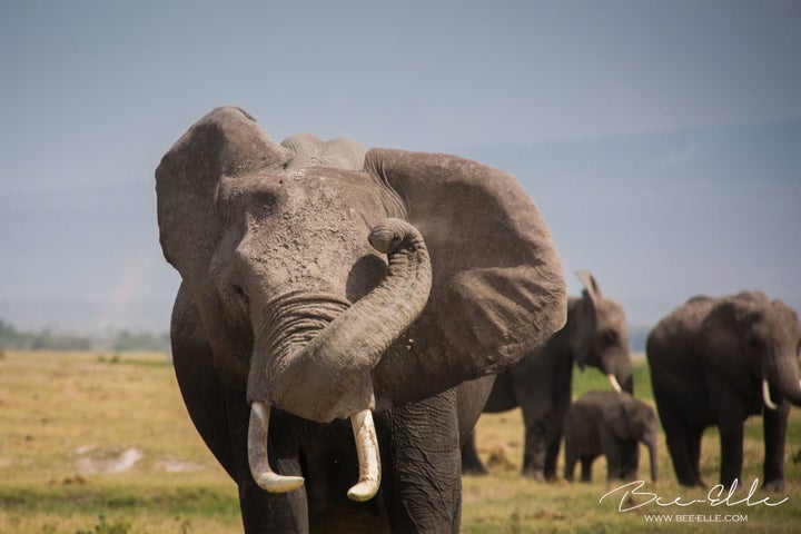 Studies have revealed that the elephant is more intelligent than thought.