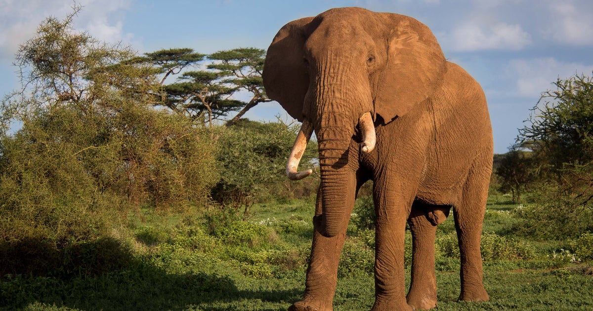 Elephants Are Smart, But Are Humans Smart Enough To Save Them? HuffPost Sustainability