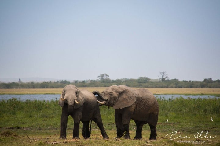 Empathetic: elephants are known to console others in need.