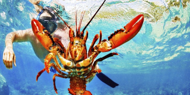 Man snorkeling and holding crayfish in the sea.