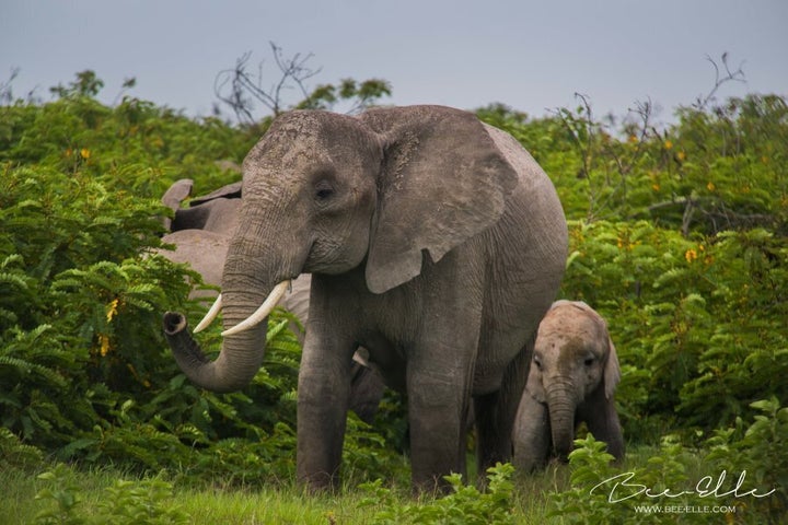 Elephants have an elaborate communication system with which they use to live within their complex social and family structures.