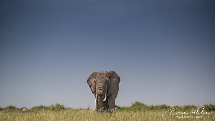 Elephants: big, beautiful and brilliant.