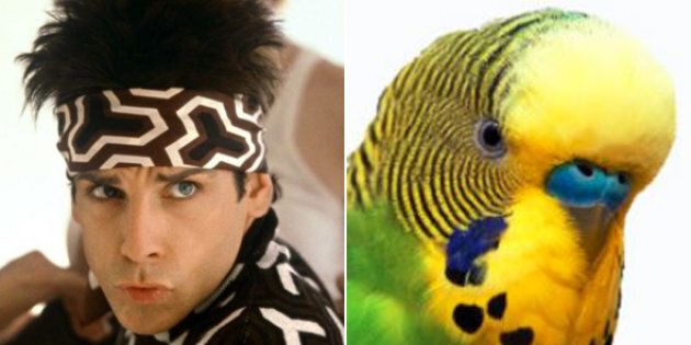 Zoolander and budgies both can't turn left.