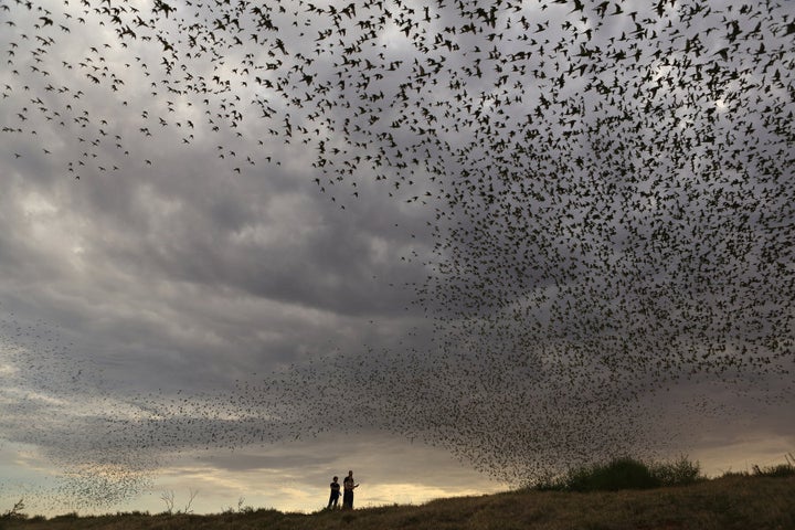 Tens of thousands of budgerigars gather around this isolated waterhole in Central Australia and not one hits another.