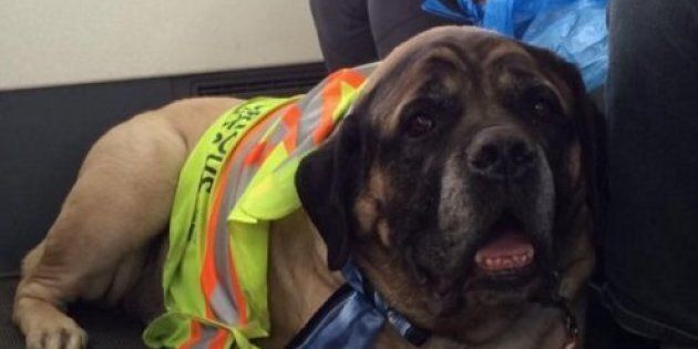 Airline Steps In To Help Furry Friends Escape Fort Mac Fire