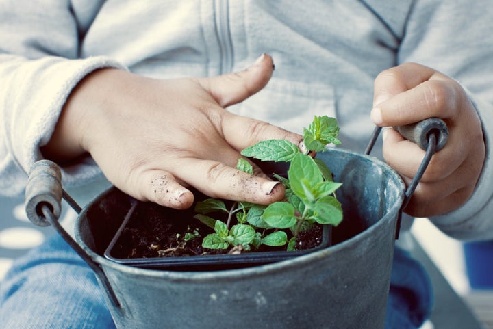 Mint is a durable, fast growing herb (and goes exceptionally well in smoothies, juices and teas).