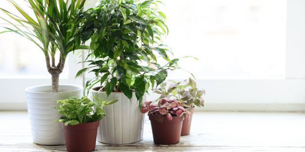 Indoor Plants The Best Options For Your Home And How To Care For Them Huffpost Australia Style,Best Kitchen Appliances 2020 Canada