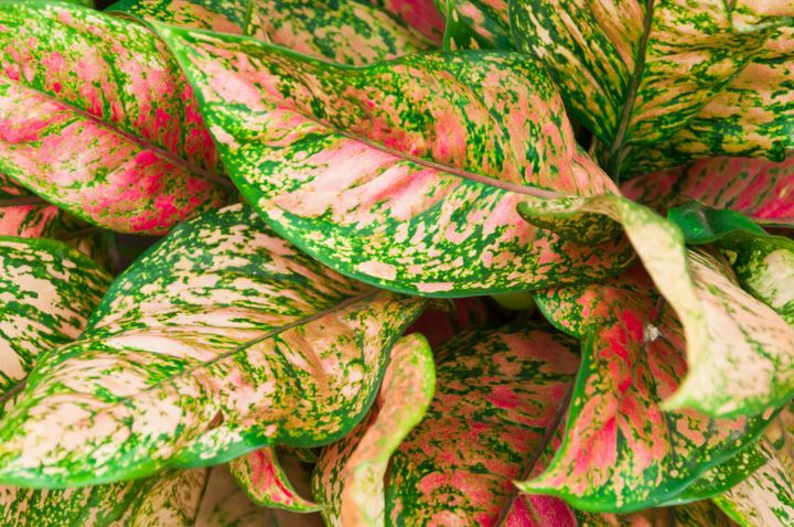 The aglaonema plant is super hearty and also a great way to bring some colour indoors.