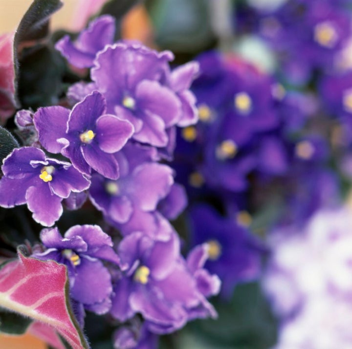 African violets are a great option for indoors if you've got a bright, sunny room.