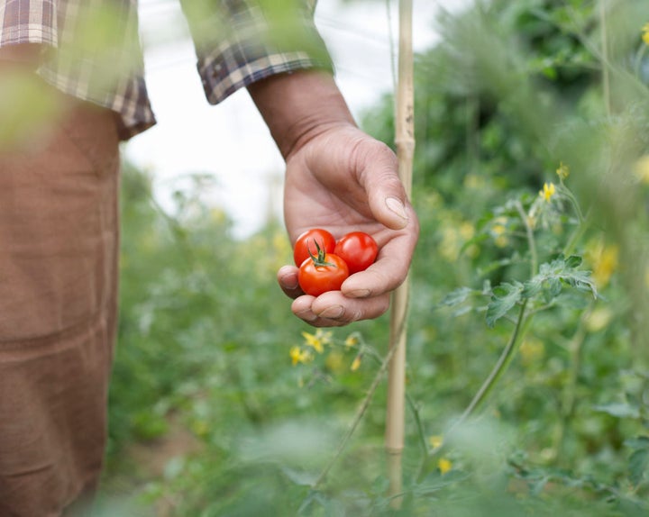 Organic produce is not as 'perfect' as regular fruit and vegetables, but they usually taste better.