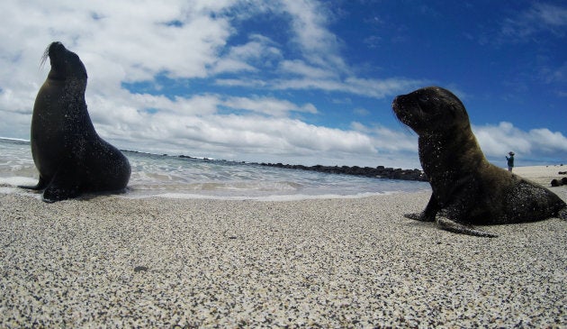 Here's one fact we can all agree upon: sea lions make all stories more visually interesting