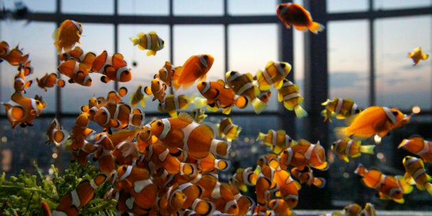 Clown fish swim in a Japanese aquarium.