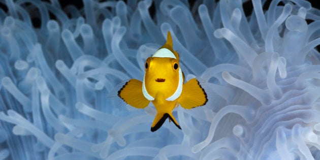 A juvenile clown fish trying to live on a bleached anemone.