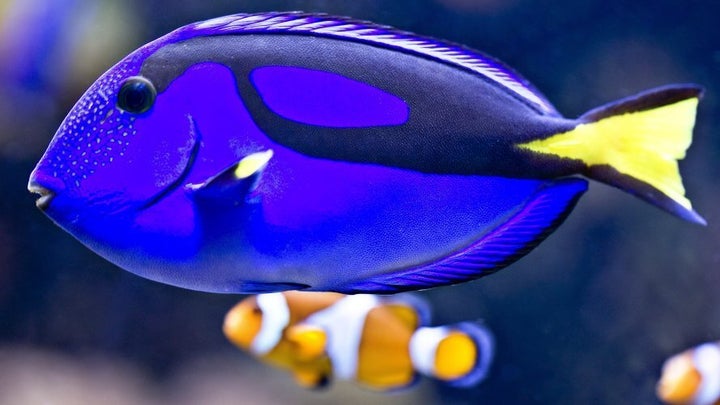 Dory the blue tang with Nemo the clown fish.