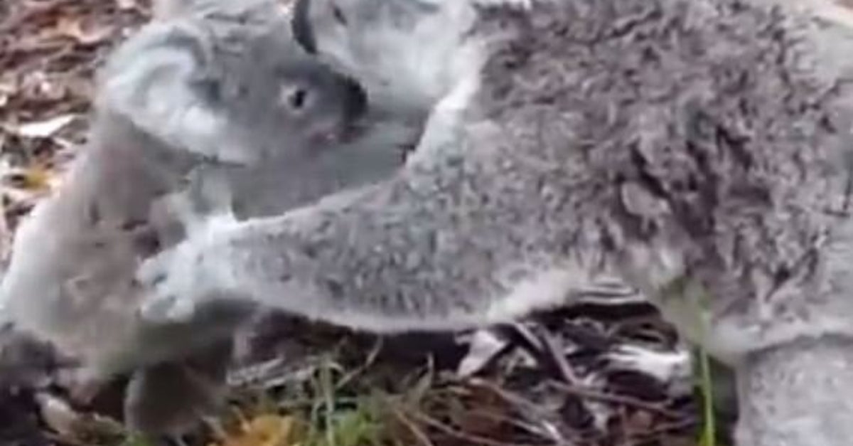 Koala Joey Rescued From Barbed Wire By Its Mum | HuffPost Life
