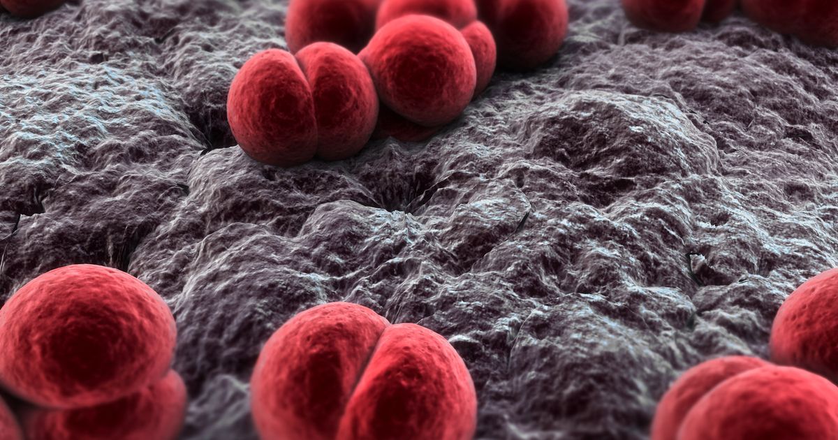 A Deadly Strain Of Meningococcal Is On The Rise | HuffPost Health