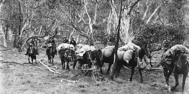 Men droving horses through the Snowy River in 1933.