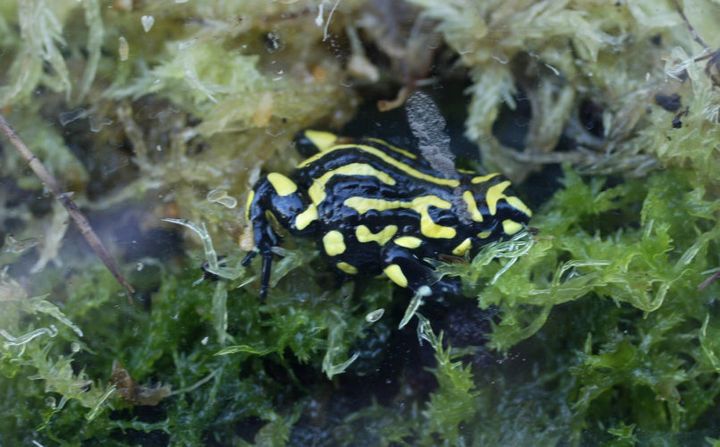 The endangered Corroboree Frog lives in 'ephemeral' bogs that exist when snow melt is flowing.