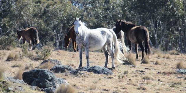 Wild Brumbies in the snowies.