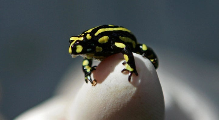 Corroboree Frogs are threatened by brumbies.