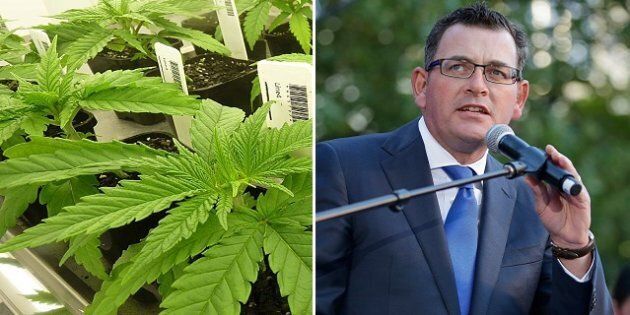 Daniel Andrews has shown off the first look of his state's cannabis crop