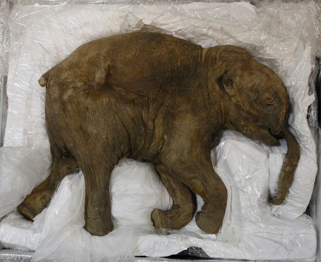 Lyuba was so well preserved in the Siberian permafrost that she still had her baby fat.