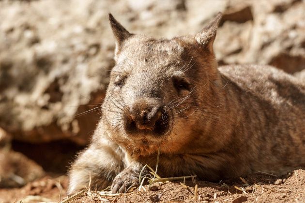 Southern hairy-nosed wombats are a protected species.