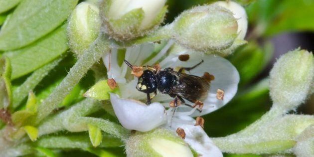 The Hylaeus assimulans, one of seven bee species declared endangered in the US