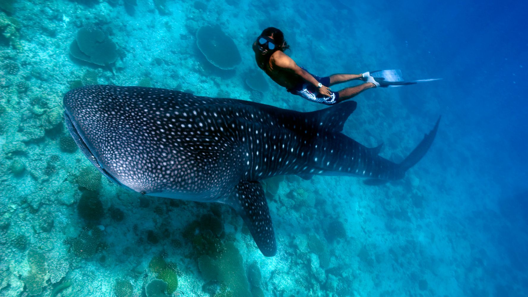Whale Sharks Keep Their Private Life Very Private
