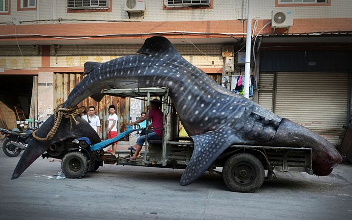 Whale sharks are caught by fisheries and their fins are sadly prized for shark fin soup.