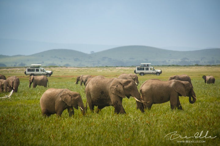 A study has found that most prefer to see wild animals in their natural habitats.