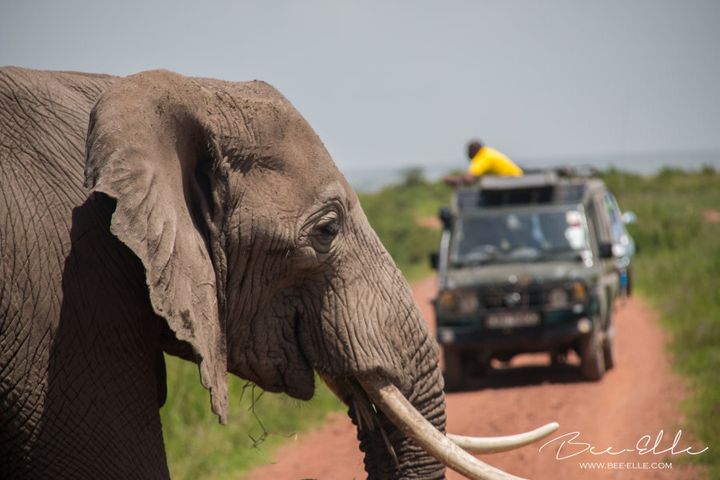 Lonely Planet joins other leading travel companies in supporting responsible and sustainable tourism that doesn't involve captive wild elephants.