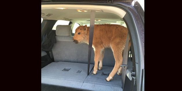 Baby bison in a car.