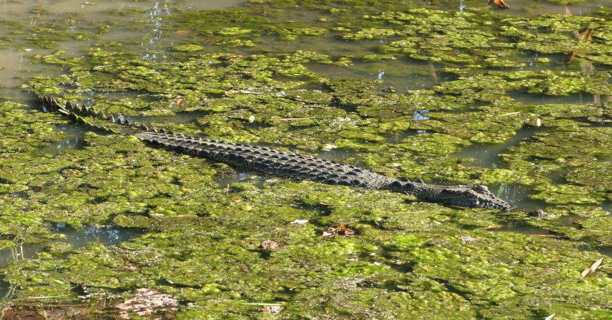 Sightings Reported Of Missing Pair Who Jumped Into Crocodile-Infested ...