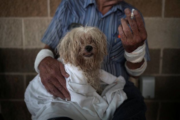 Bentley, a 10 year old maltese, takes refuge with his owner in a school after they lost their home to Hurricane Harvey in Rockport, Texas.