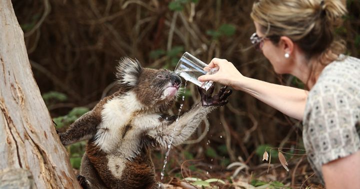 A resident gives a drink to a wild heat-stressed koala in her backyard in December, 2015 in Adelaide.