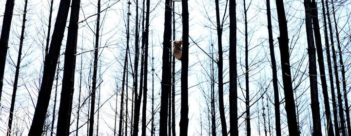 A koala sits in a burned pine tree in Adelaide Hills.