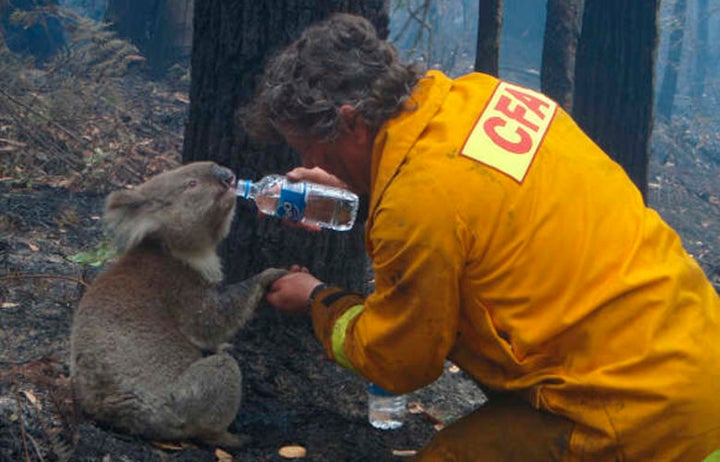 A koala is given a drink of water by a volunteer near Melbourne in 2009.