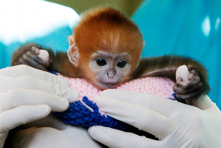 Elke, a five-day-old Francois Langur, makes her media debut at Taronga Zoo's Wildlife Hospital in Sydney, 2009.