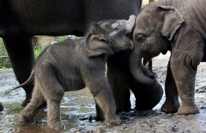 Baby male Asian Elephant 'Pathi Harn' plays in the mud with 'Luk Chai' at Taronga Zoo in Sydney, 2010.