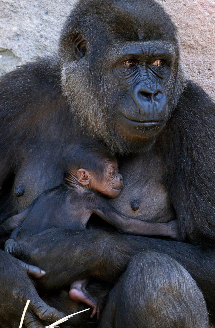 A Western Lowland Gorilla named Mbeli holds her three-day-old baby in their enclosure at Sydney's Taronga Zoo 2014.