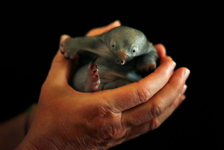 Bo, a 55-day-old baby Echidna known as a puggle, rests in the hands of vet nurse at Taronga Zoo in Sydney, 2012.
