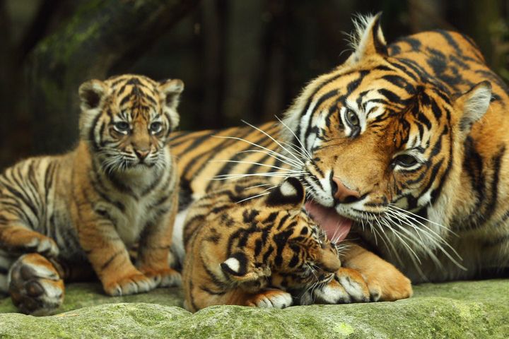 Sumatran tiger Jumilah is seen with her cubs on display at Taronga Zoo on October 25, 2011 in Sydney.