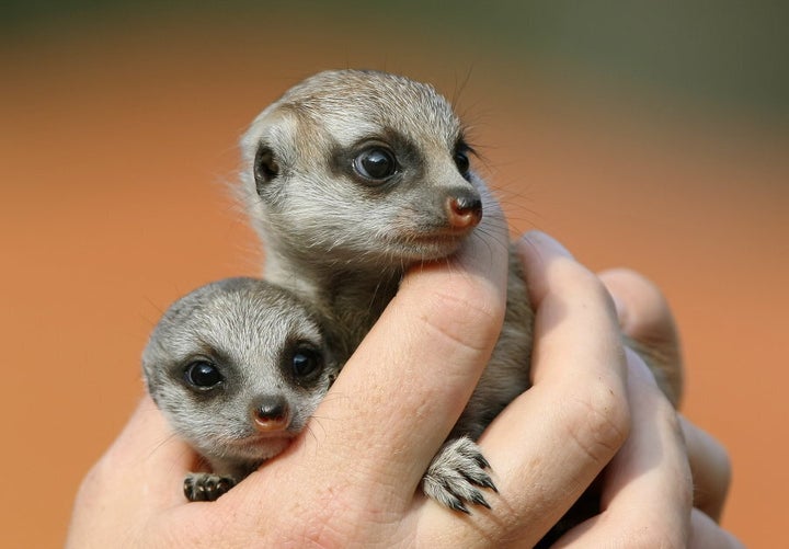 Meerkat pups 'Nairobi' and 'Zanzibar' four weeks old and the first to be born at Sydney's Taronga Zoo in nine years, are shown for the first time in 2009.